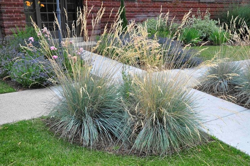 Геликтотрихон (Овсец вечнозеленый) 1 шт Р9